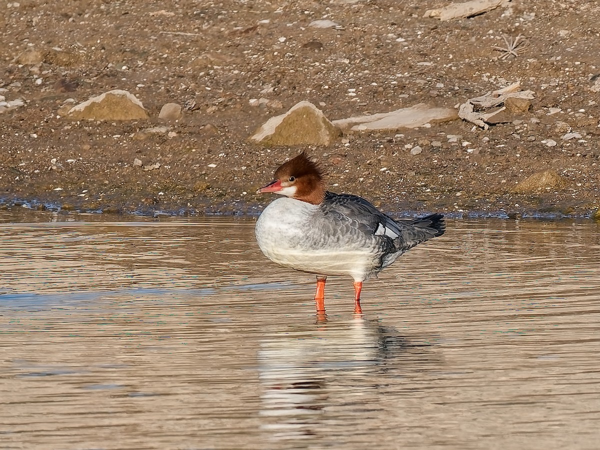 Common Merganser - ML646418034