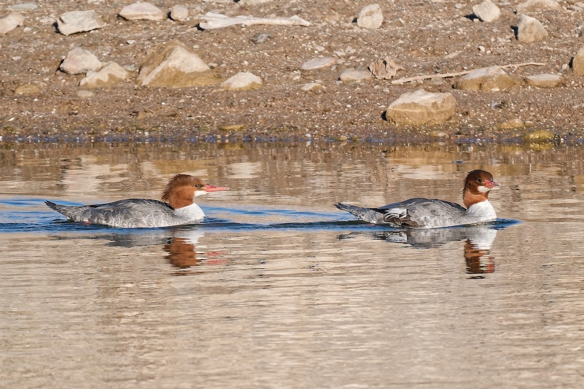Common Merganser - ML646418035