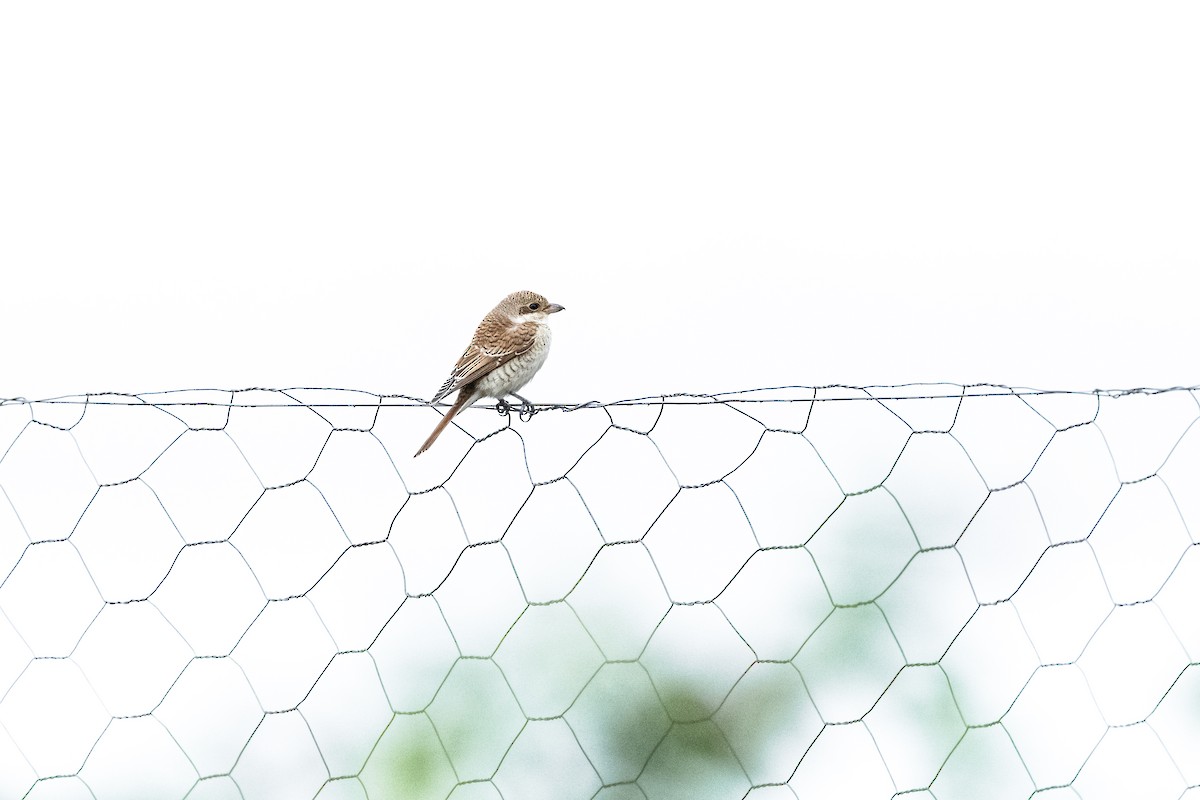 Red-backed Shrike - ML646418039