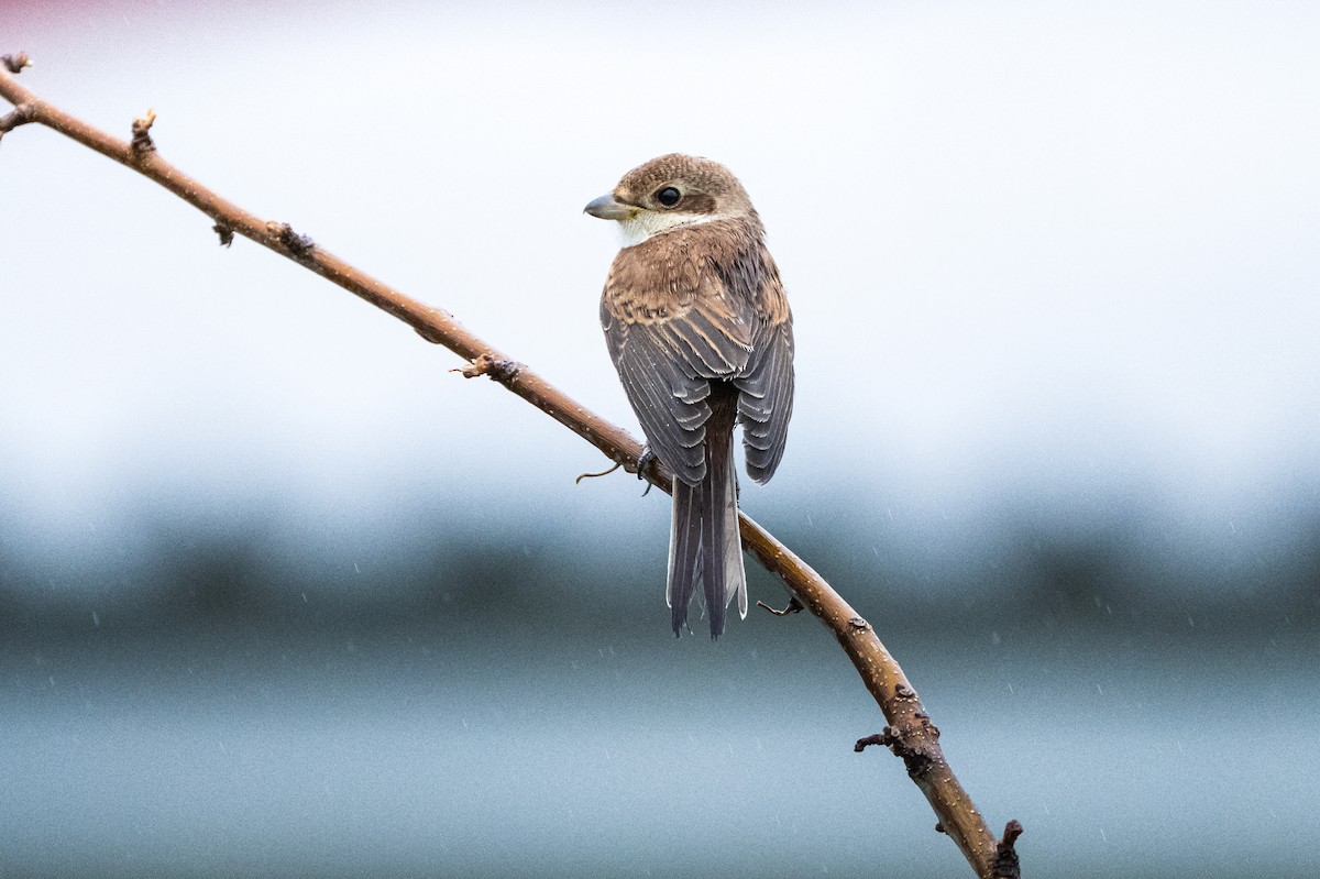 Red-backed Shrike - ML646418040
