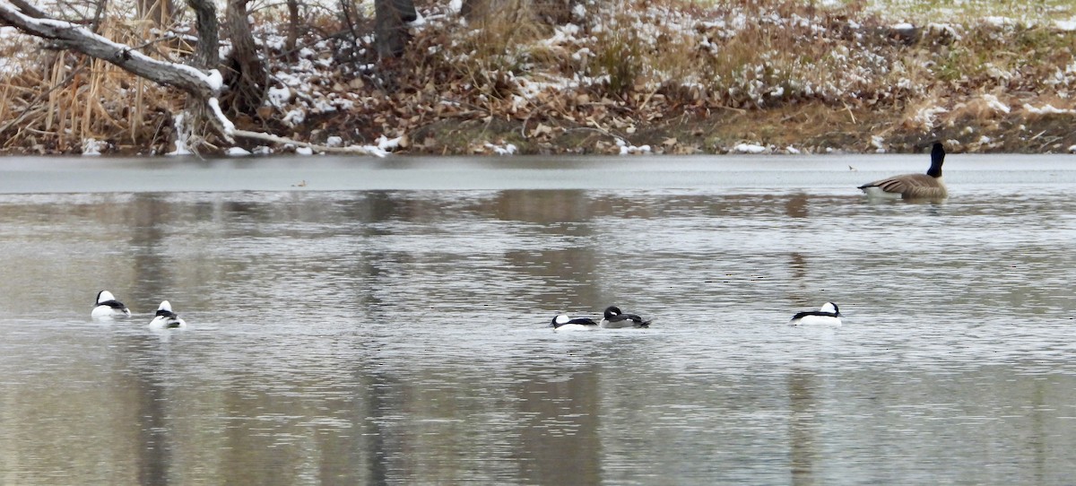 Bufflehead - ML646418042