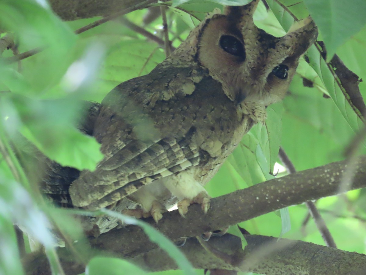 Autillo Indio - ML646418045