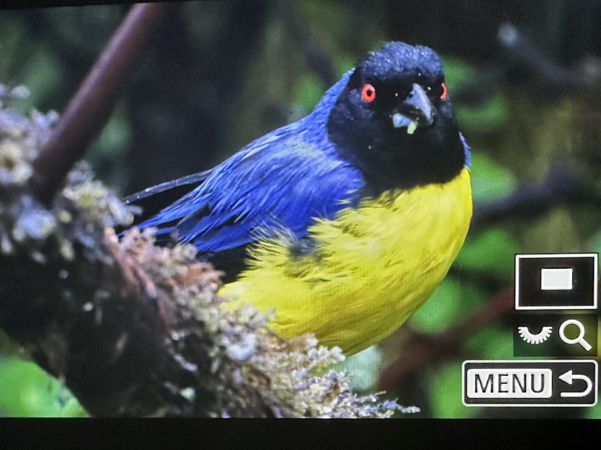 Hooded Mountain Tanager - ML646418046
