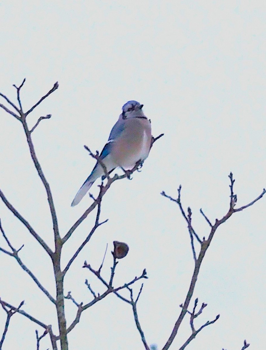 Blue Jay - ML646418047