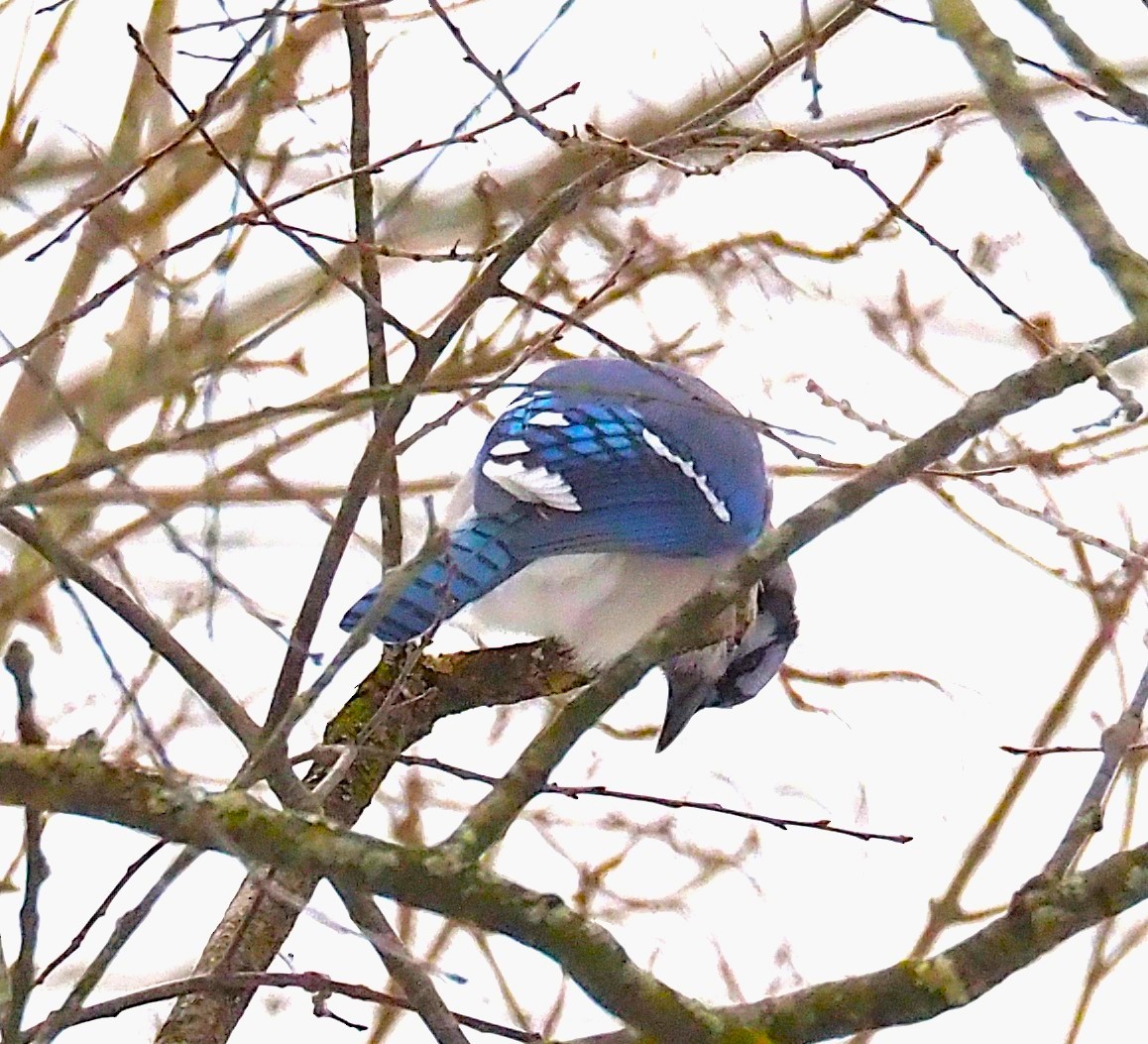 Blue Jay - ML646418048