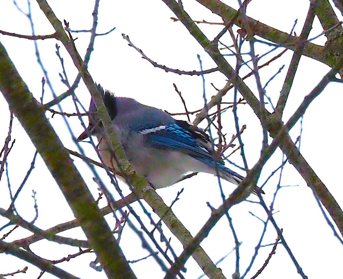 Blue Jay - ML646418049