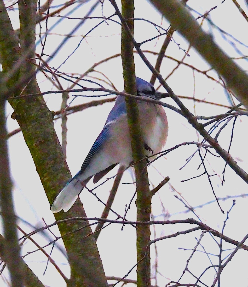 Blue Jay - ML646418050