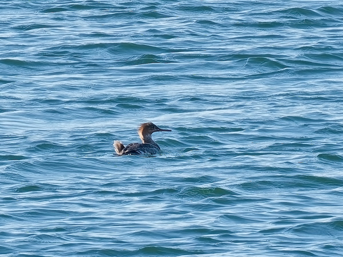 Red-breasted Merganser - ML646418052