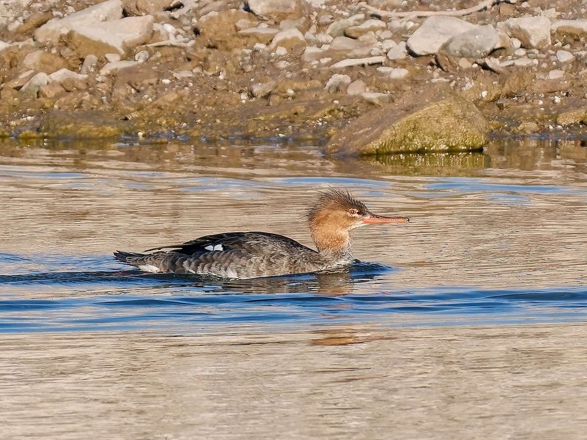Red-breasted Merganser - ML646418053