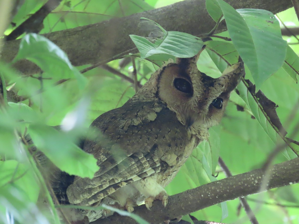 Indian Scops-Owl - ML646418054