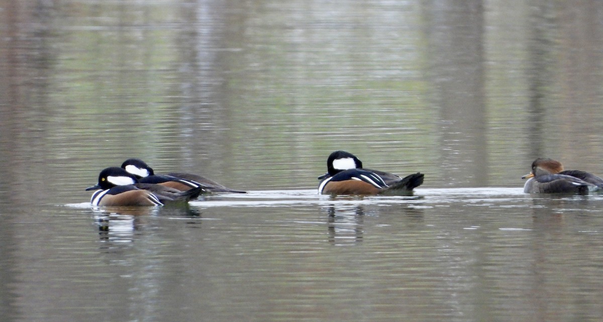 Hooded Merganser - ML646418056