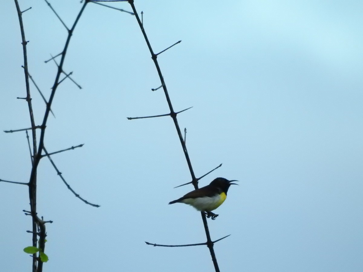 Purple-rumped Sunbird - ML646418057