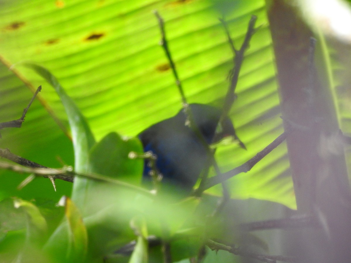 small tanager sp. (former Tangara sp.) - ML646418058