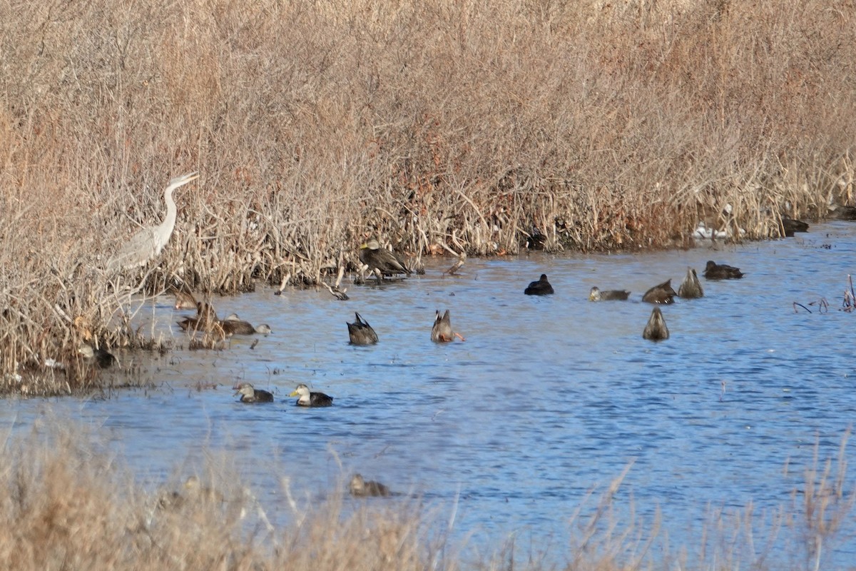 Koartza hauskara amerikarra - ML646418059