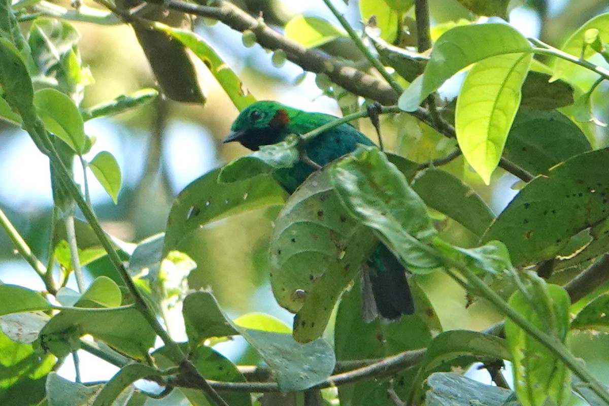 Orange-eared Tanager - ML646418060