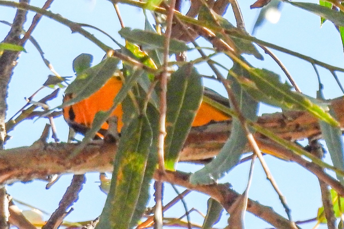Bullock's Oriole - ML646418061