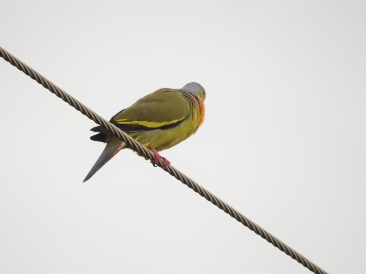 Orange-breasted Green-Pigeon - ML646418062