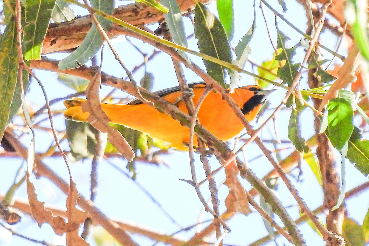 Bullock's Oriole - ML646418063