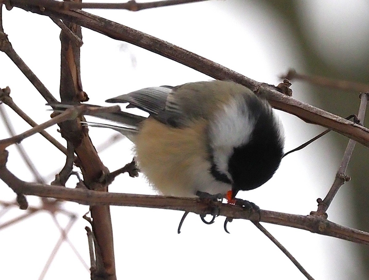 Black-capped Chickadee - ML646418064