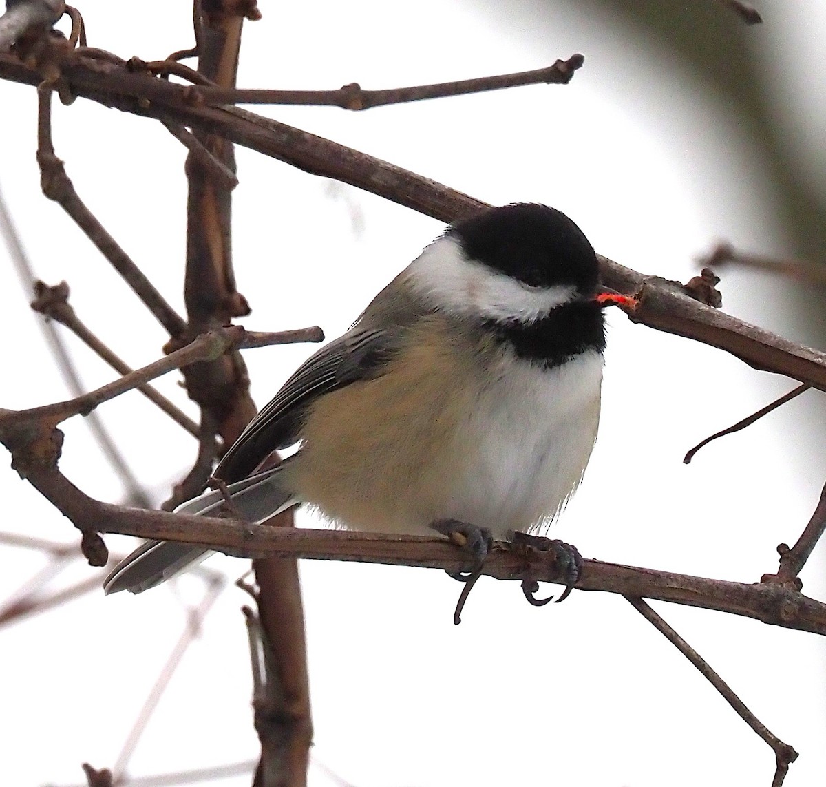 Black-capped Chickadee - ML646418065