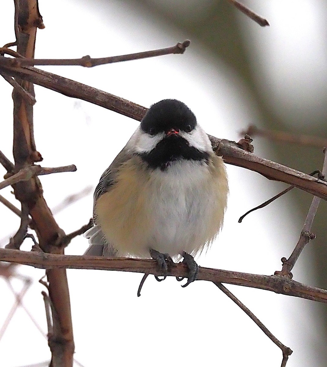 Black-capped Chickadee - ML646418066