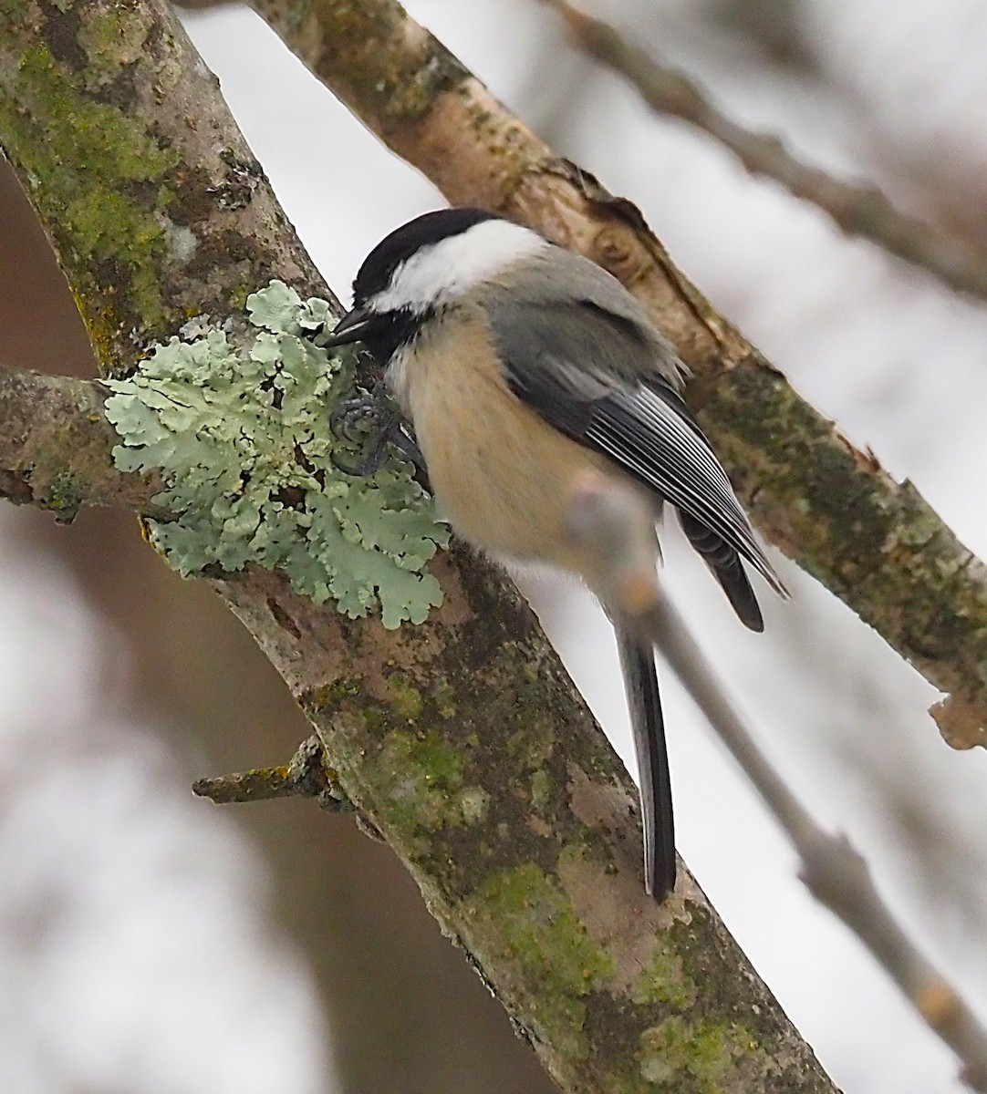 Black-capped Chickadee - ML646418067