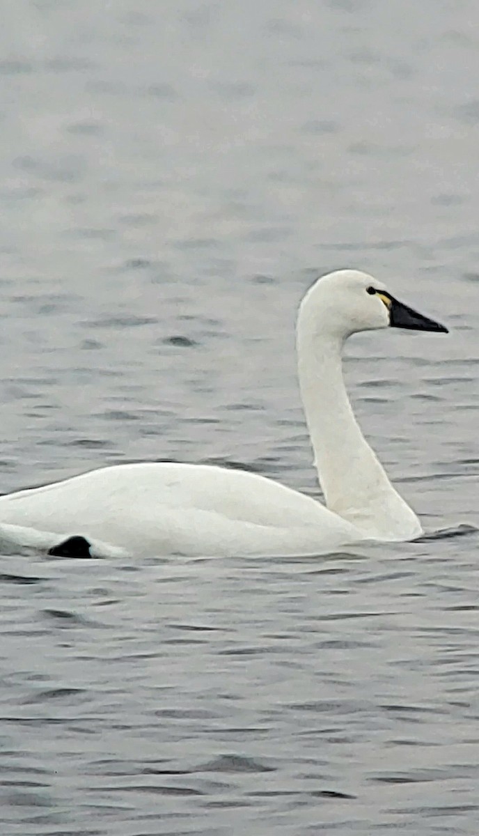 Tundra Swan - ML646418068