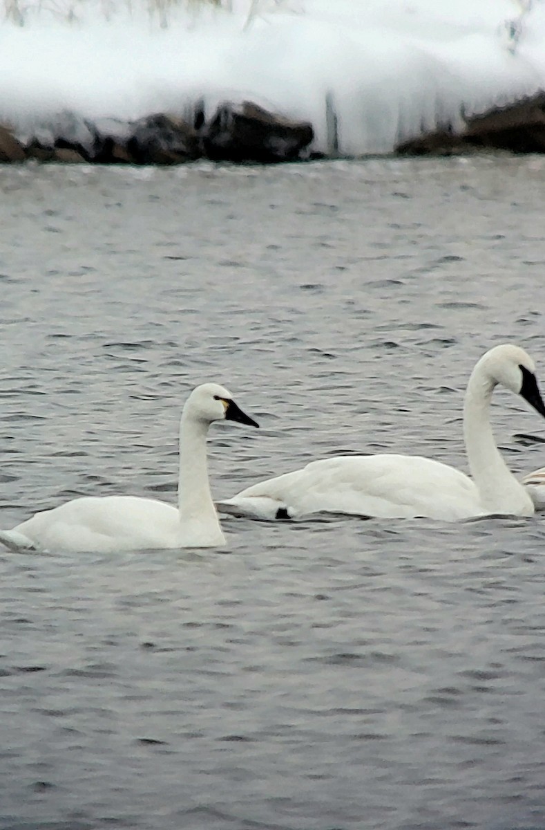 Tundra Swan - ML646418069
