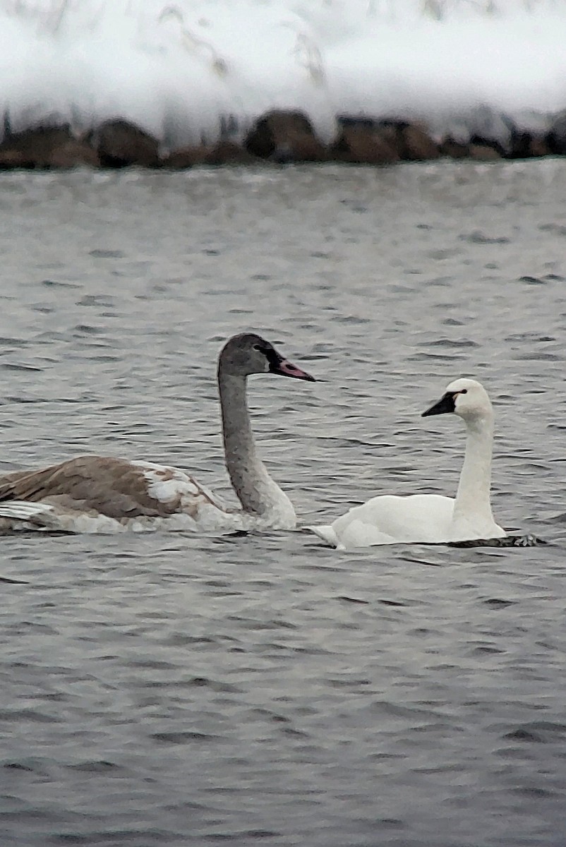 Tundra Swan - ML646418070