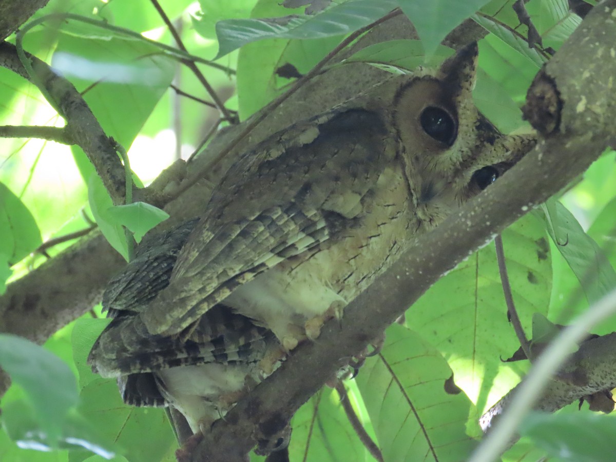 Indian Scops-Owl - ML646418071