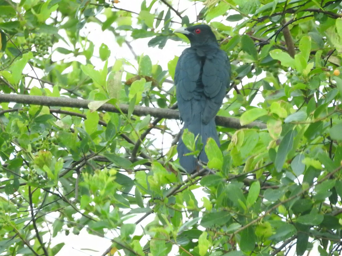 Asian Koel - ML646418072