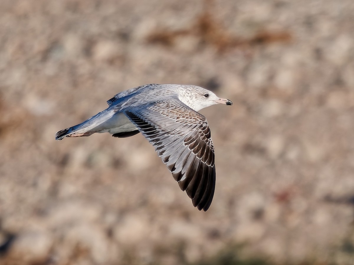 Delawareko kaioa - ML646418073