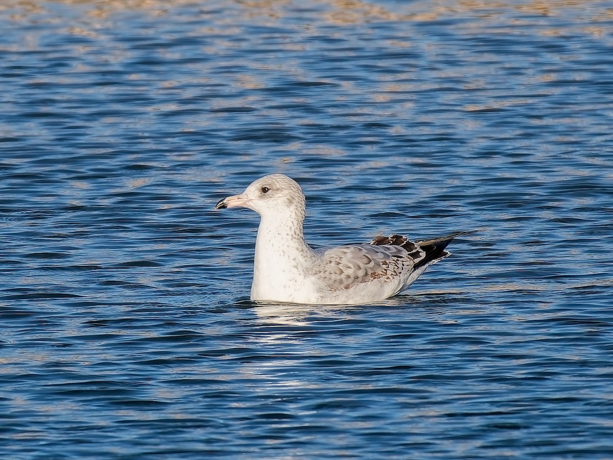 Delawareko kaioa - ML646418074