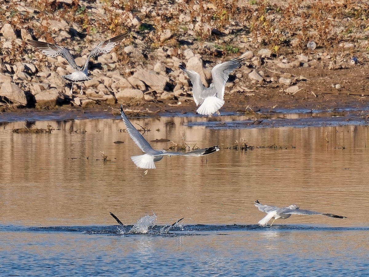 Delawareko kaioa - ML646418075