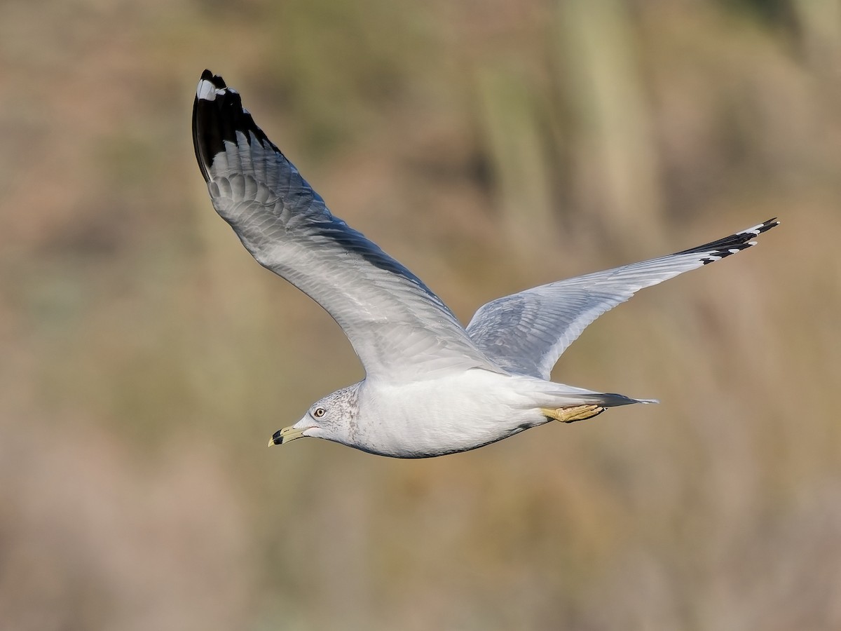 Delawareko kaioa - ML646418076