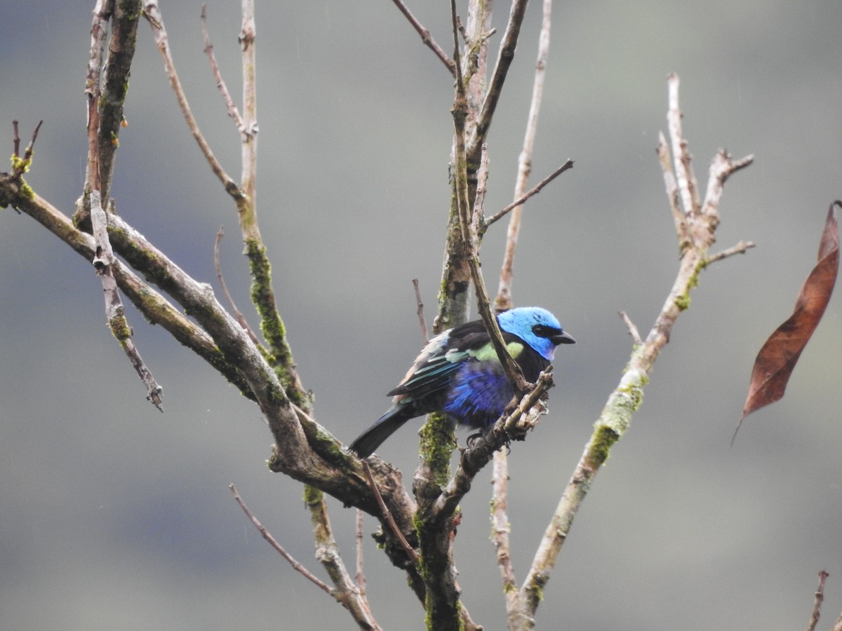 Blue-necked Tanager - ML646418078