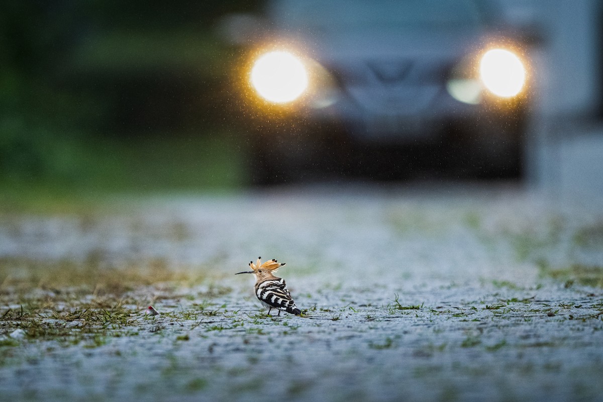 Argi-oilar arrunta - ML646418079