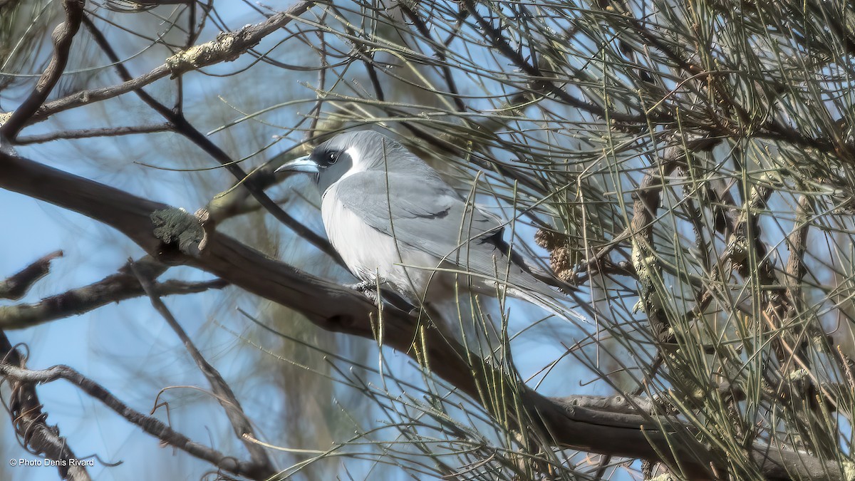 Masked Woodswallow - ML646418080