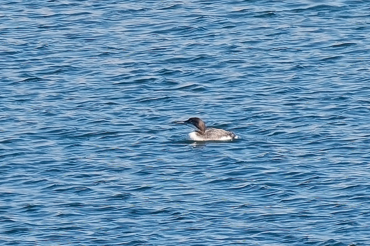Common Loon - ML646418081