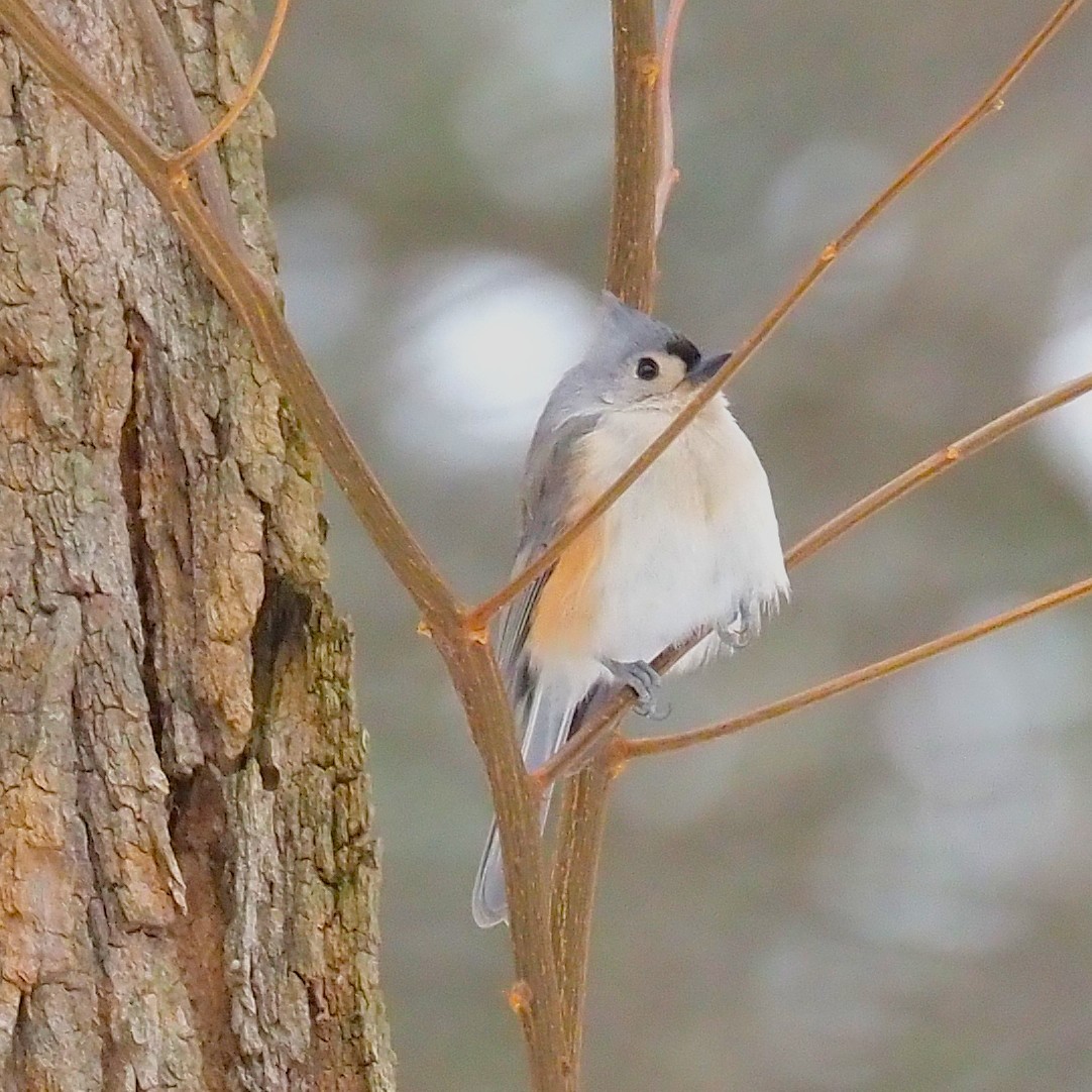 Tufted Titmouse - ML646418082