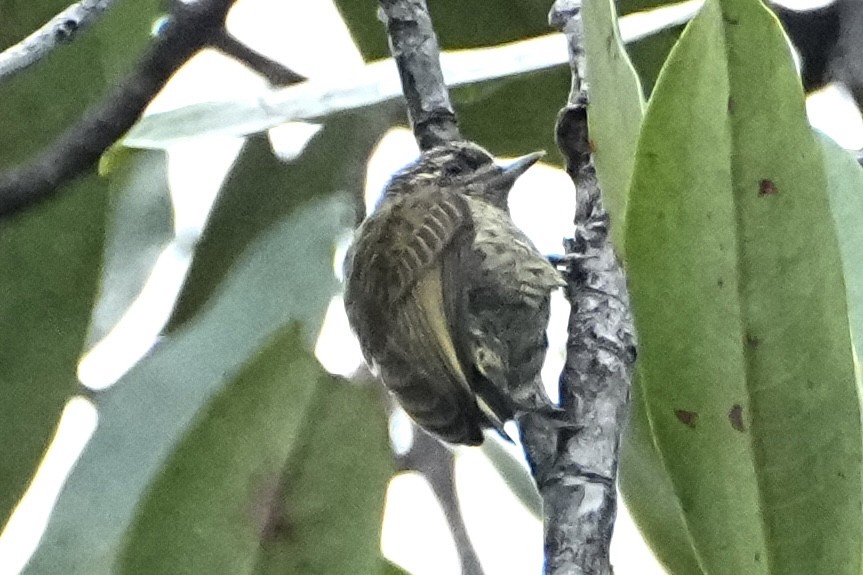 Golden-spangled Piculet - ML646418085