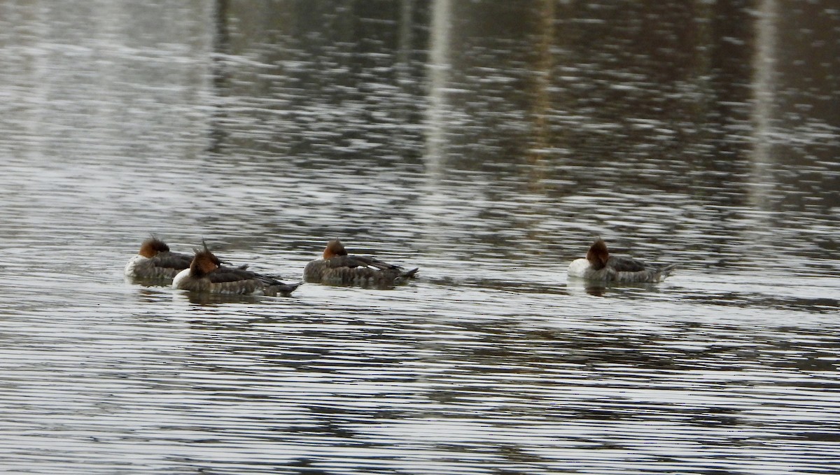 Zerra handia - ML646418086