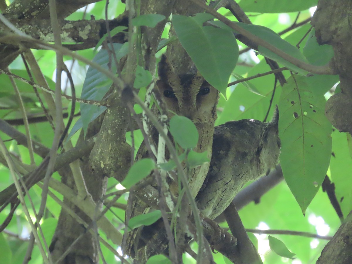 Indian Scops-Owl - ML646418088