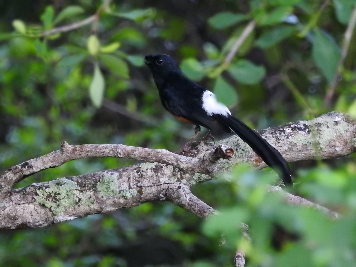 Sri Lanka Shama - ML646418089