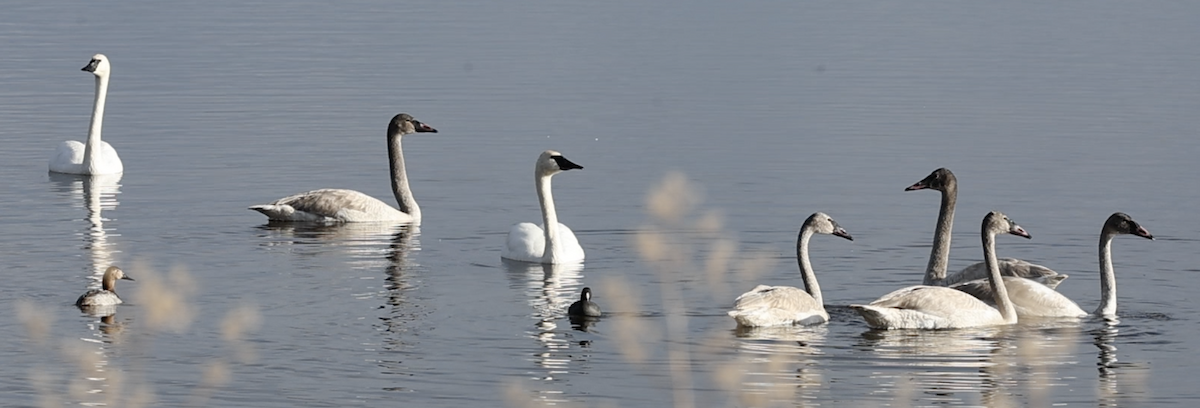 Trumpeter Swan - ML646418090