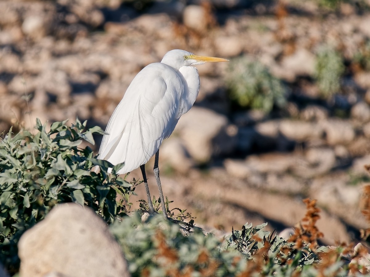 Koartza zuria - ML646418092