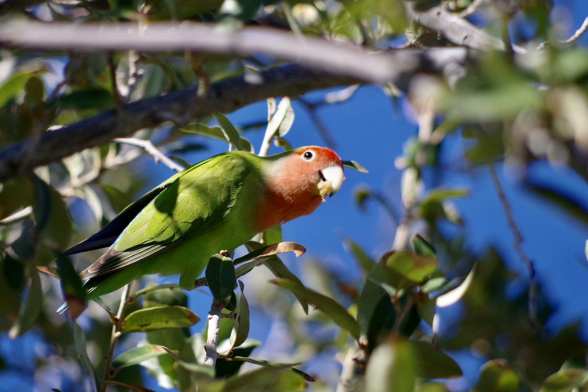 Rosy-faced Lovebird - ML646418093