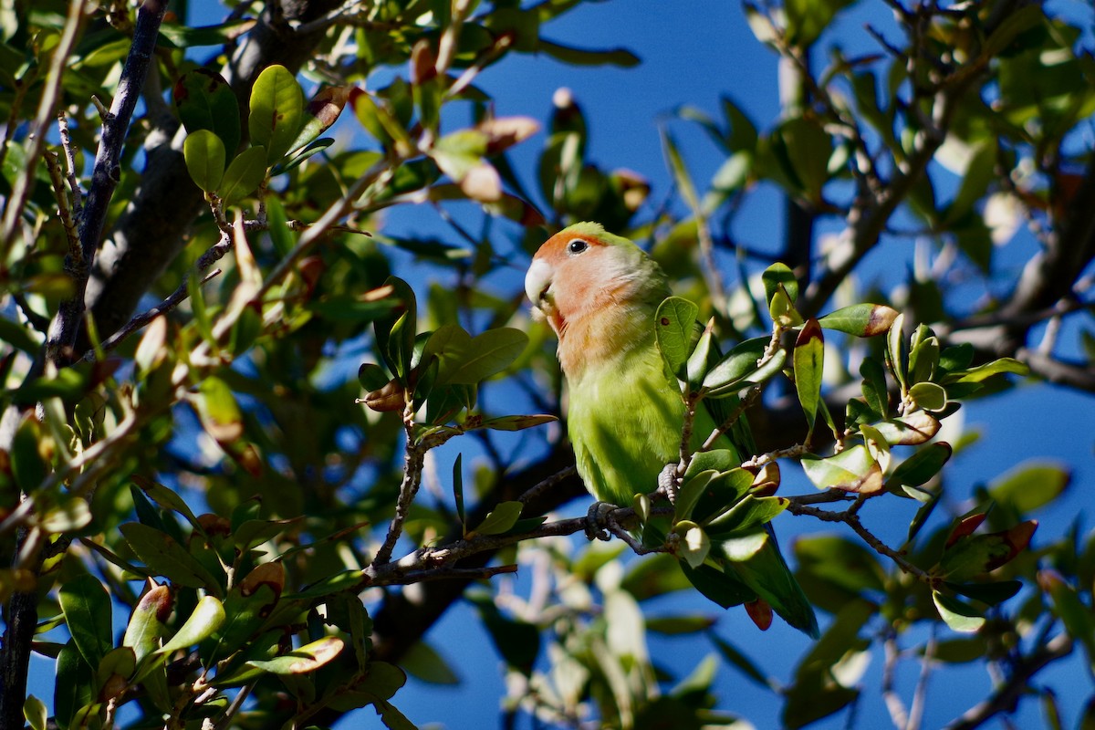 Rosy-faced Lovebird - ML646418094