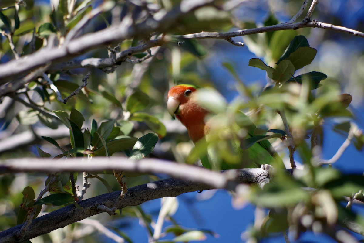 Rosy-faced Lovebird - ML646418095
