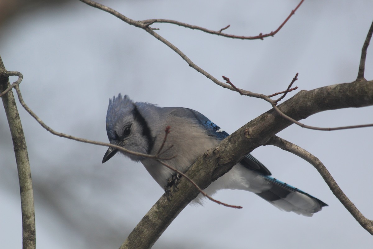 Blue Jay - ML646418096